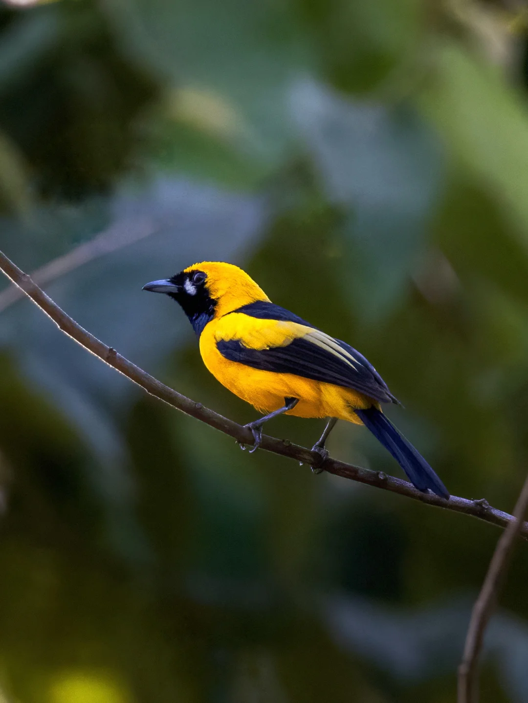 林中闪过一抹金光：金王鹟