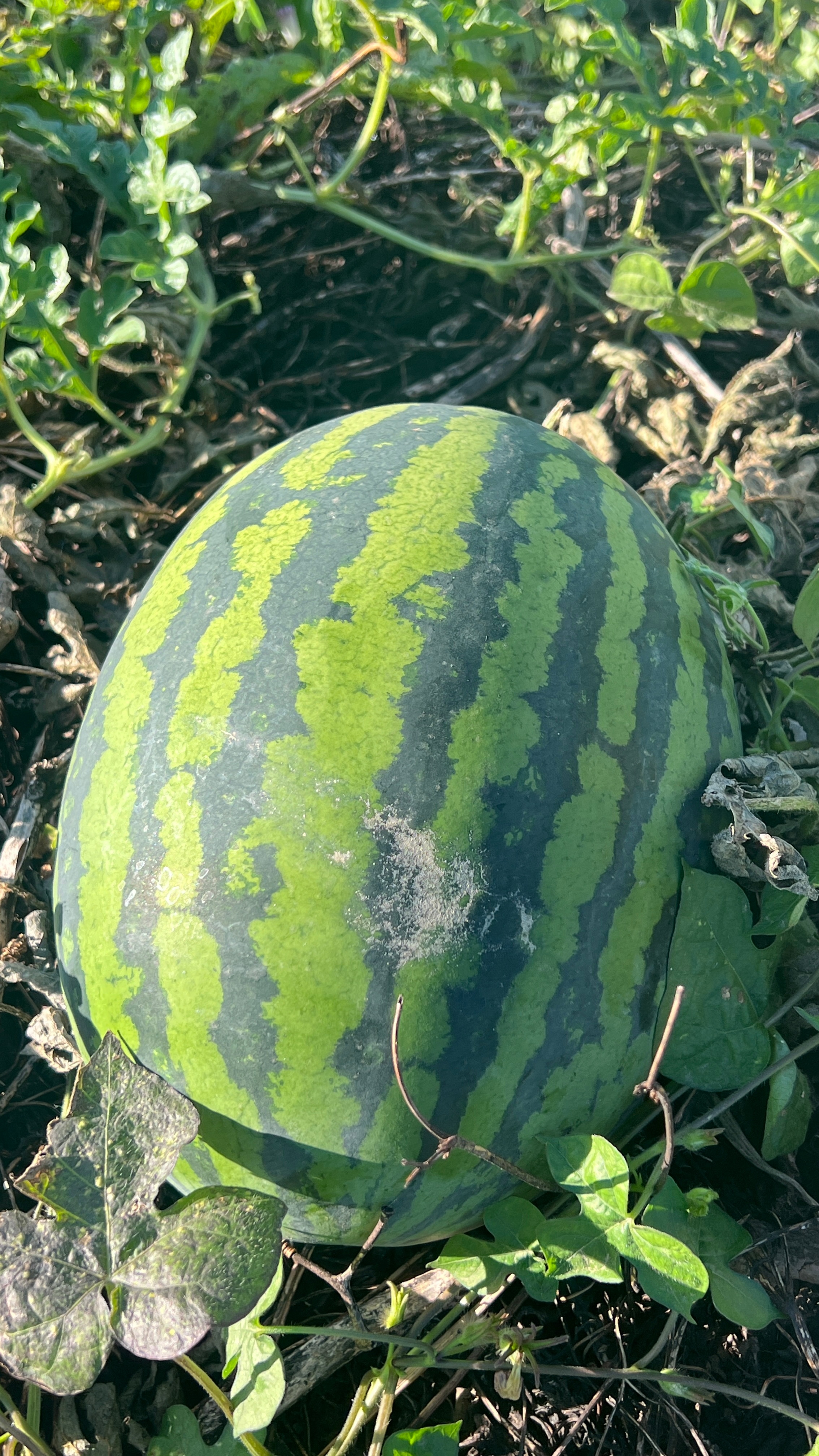 早起去朋友那里摘了软枣子和西瓜，还有百香果，纯纯绿色[耶] ​​​