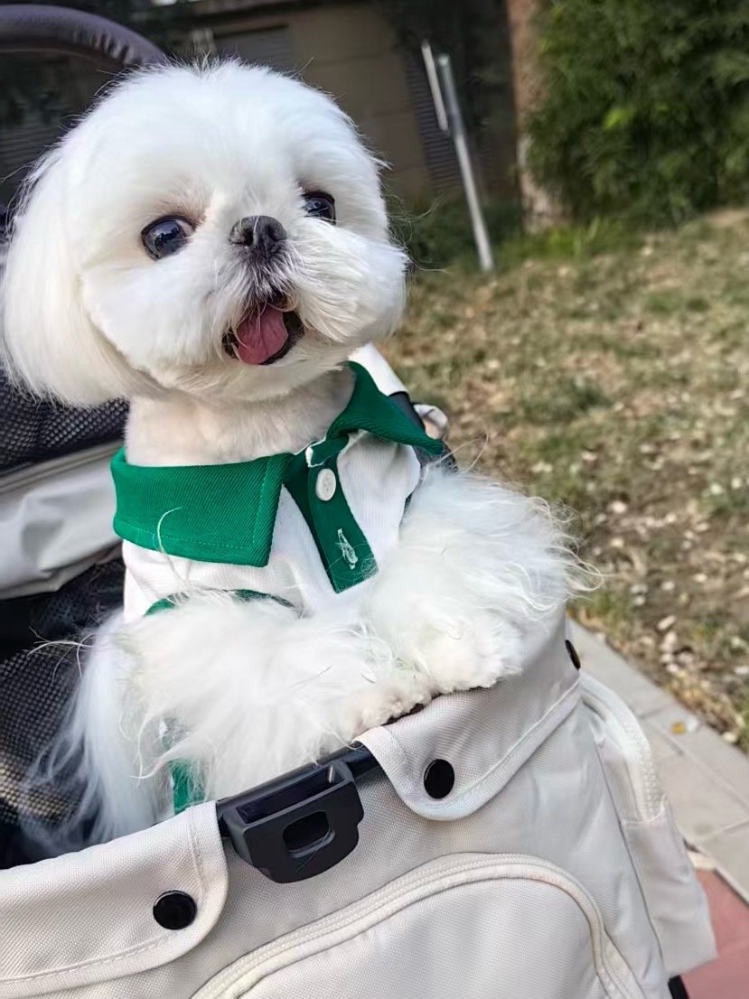 张女士发来的小狗🐶 ​