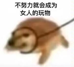 存表情包！