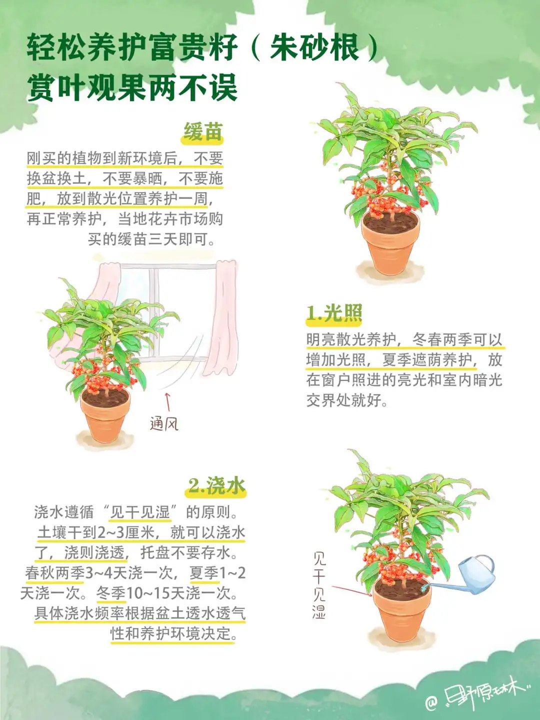 📝新手也能养的：朱砂根