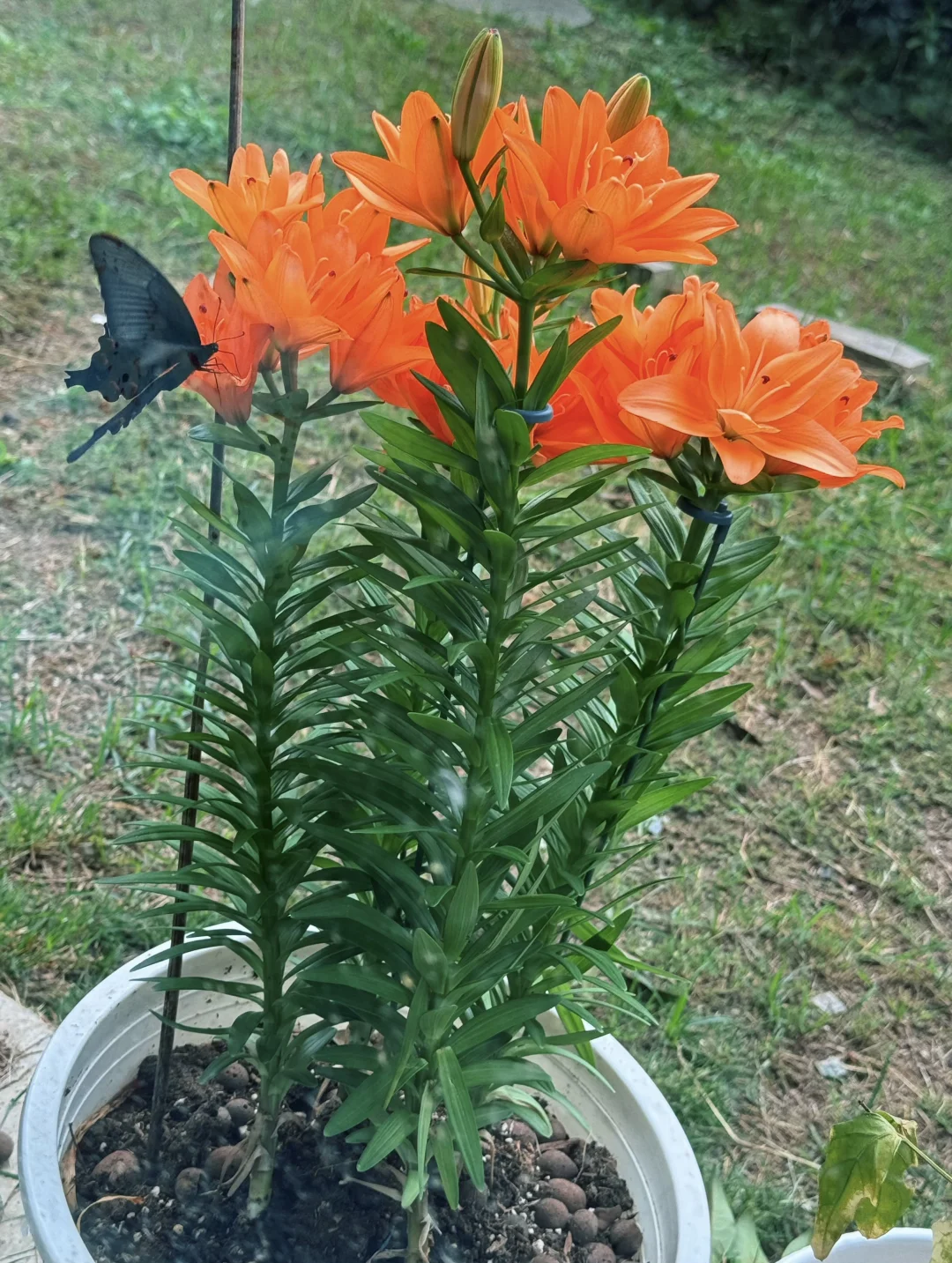 种花不晒花