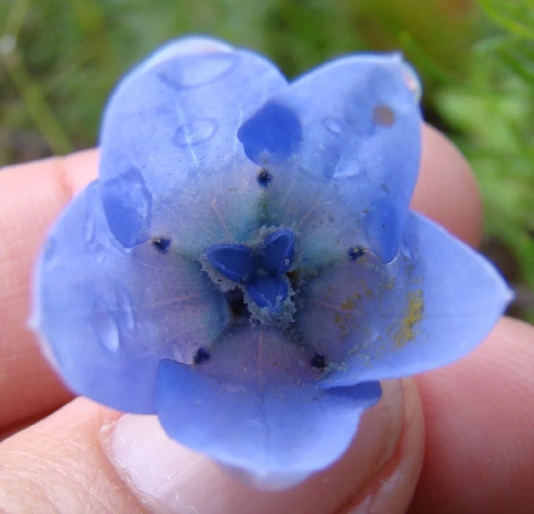 南非神奇野花Wahlenbergia capensis