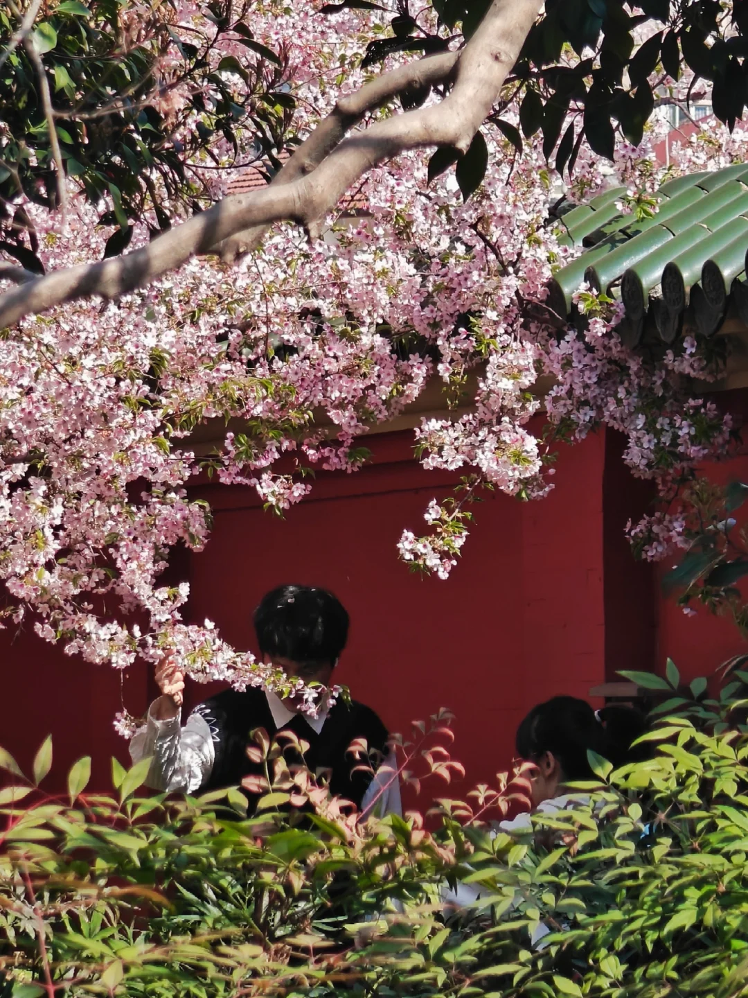 魔都赏花季 | 百年名校春日限定美景