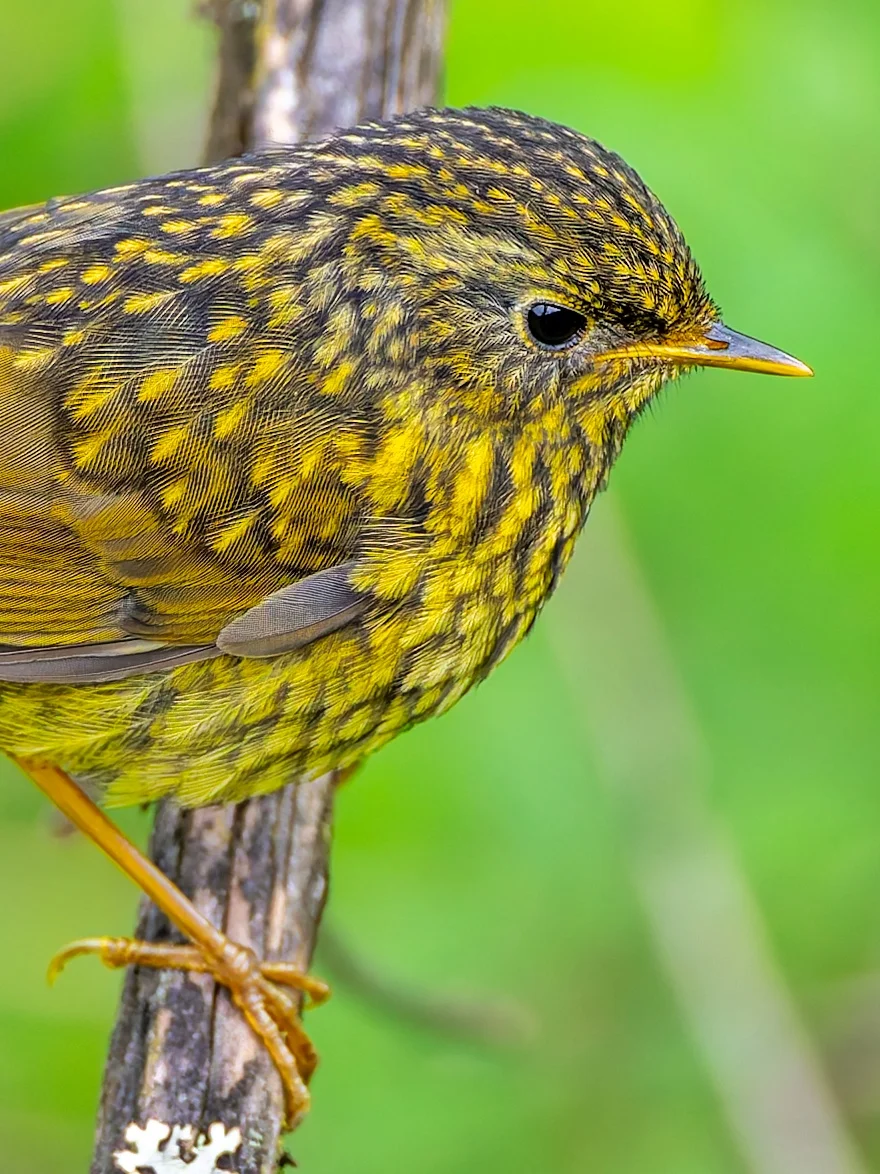 这是谁家的宝宝这么金光闪闪？