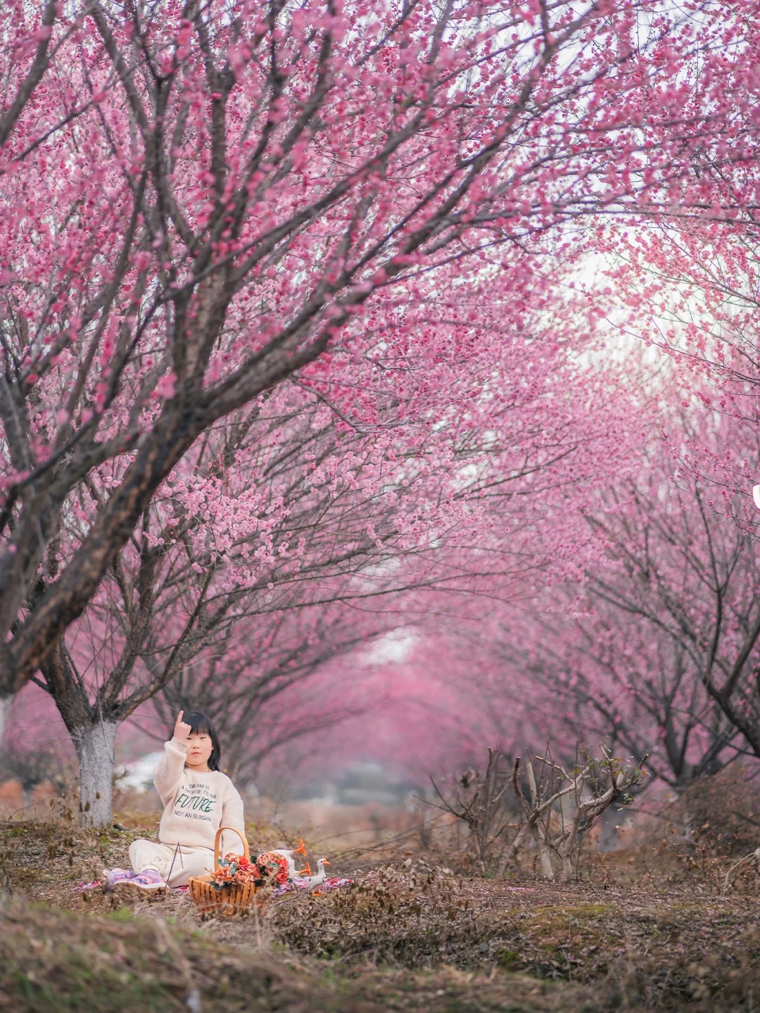 任何人不知道梁子湖这个梅花林我都会伤心的