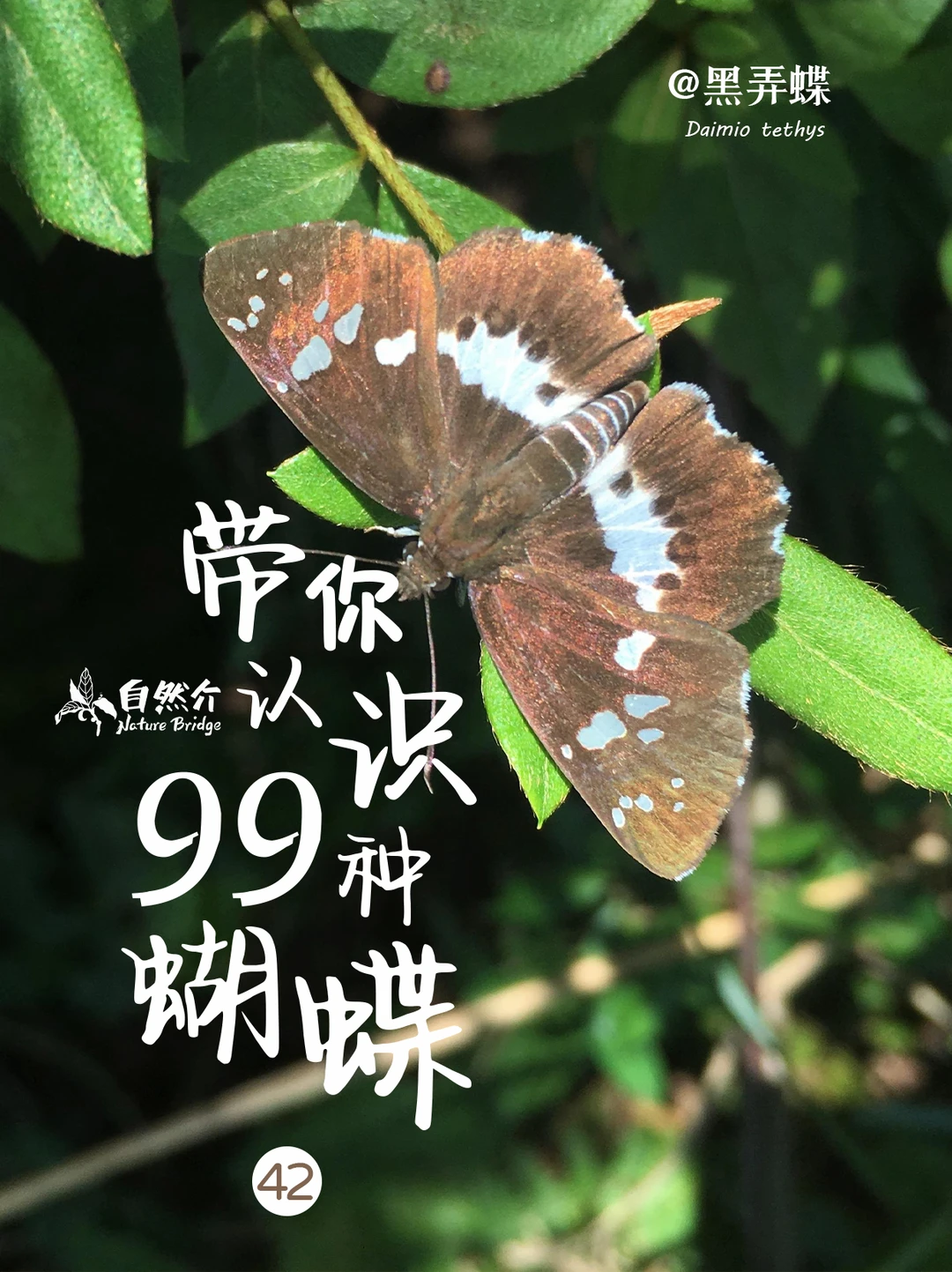 带你认识99种蝴蝶–黑弄蝶