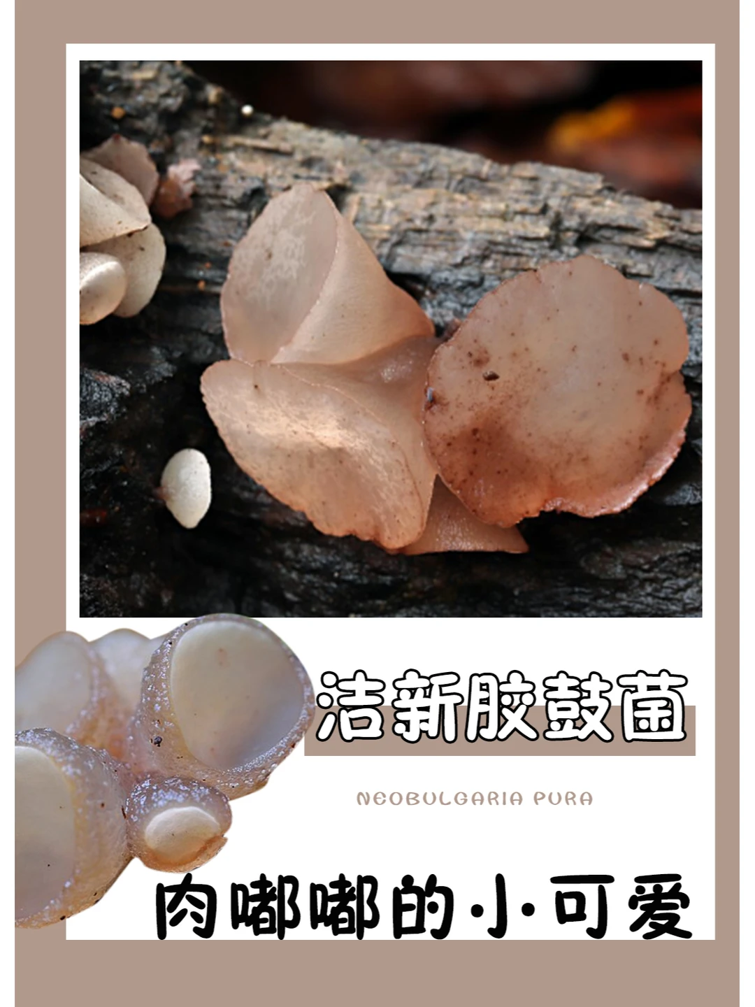 粉嫩嫩肉嘟嘟的小可爱