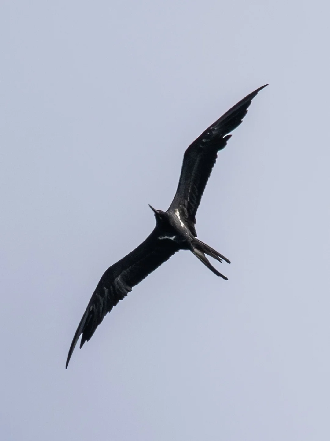 谁还没见过白斑军舰鸟(30+只的大群)？