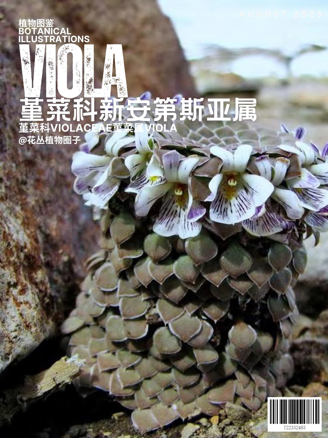 带你走进安第斯山脉的堇菜属奇花异草（下）