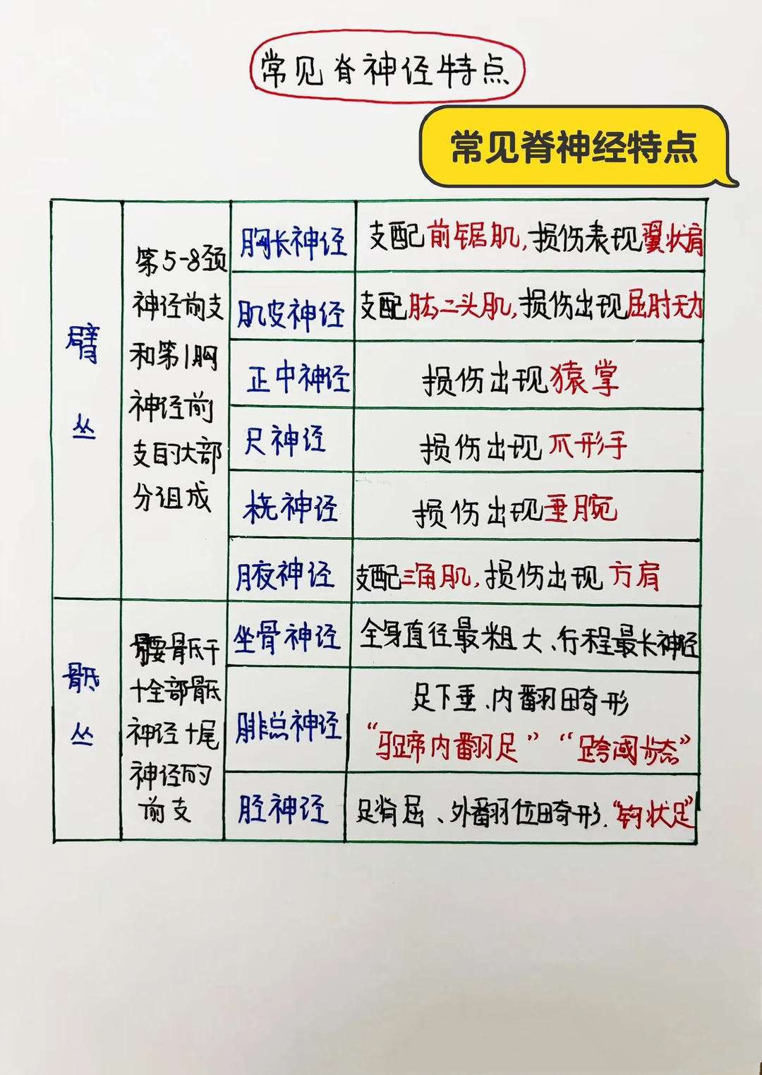 今日学习打卡——常见脊神经特点