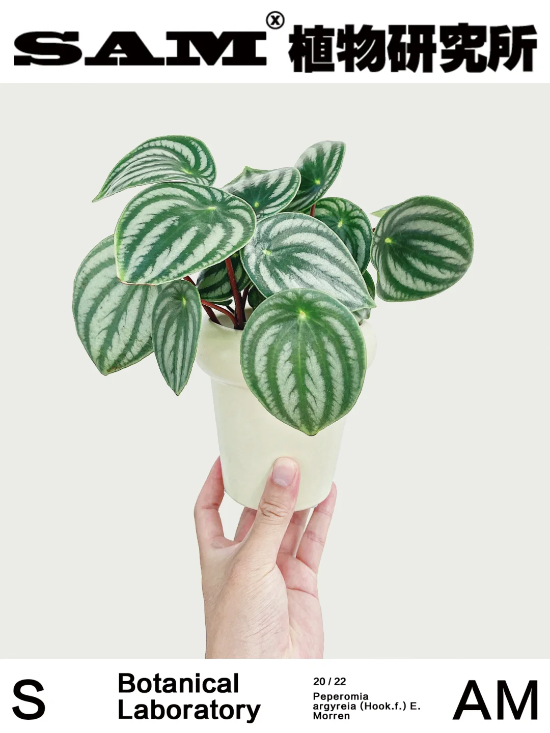 西瓜皮椒草｜ Peperomia Argyrei.
