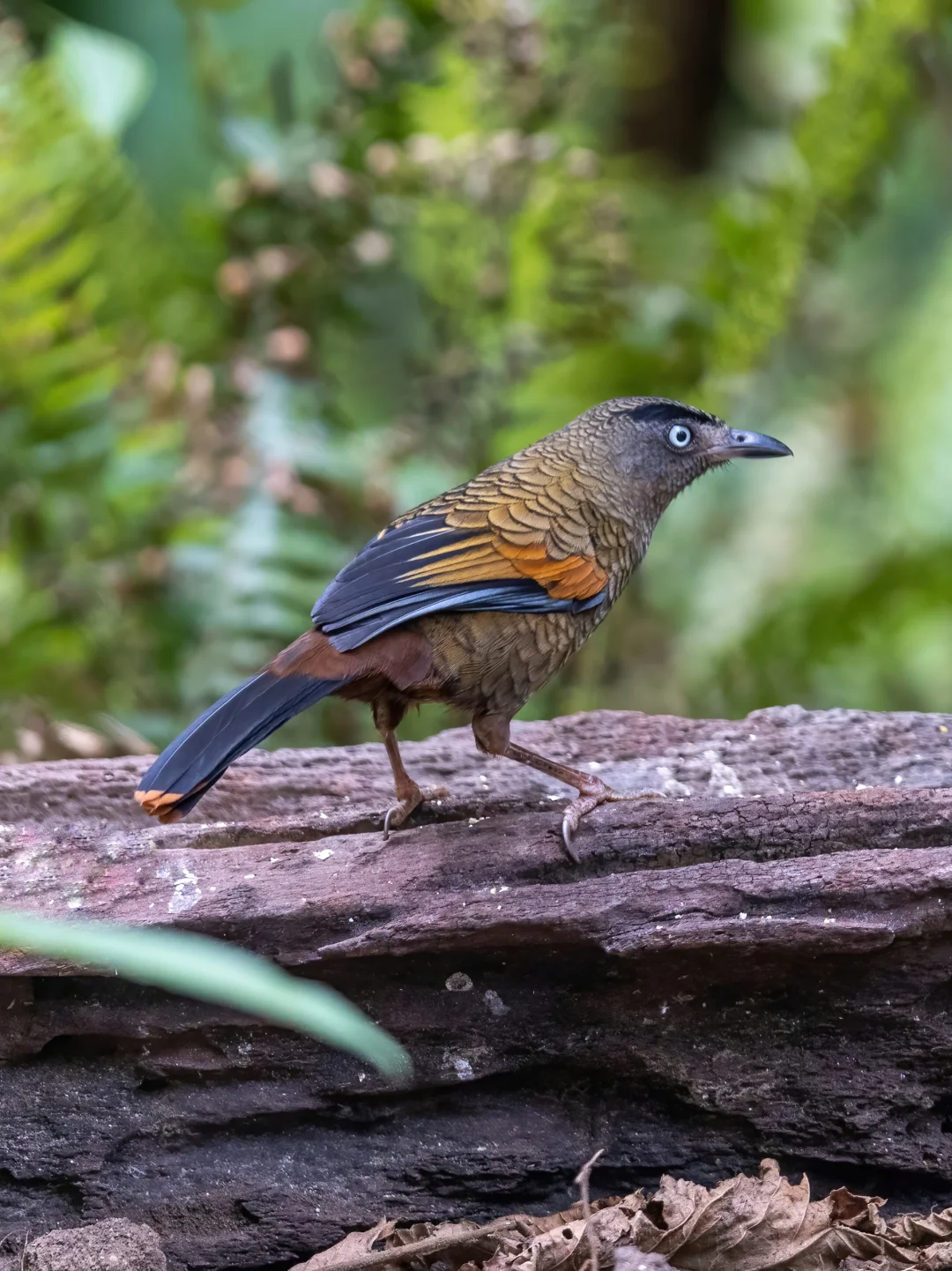 浓眉大眼的蓝翅噪鹛