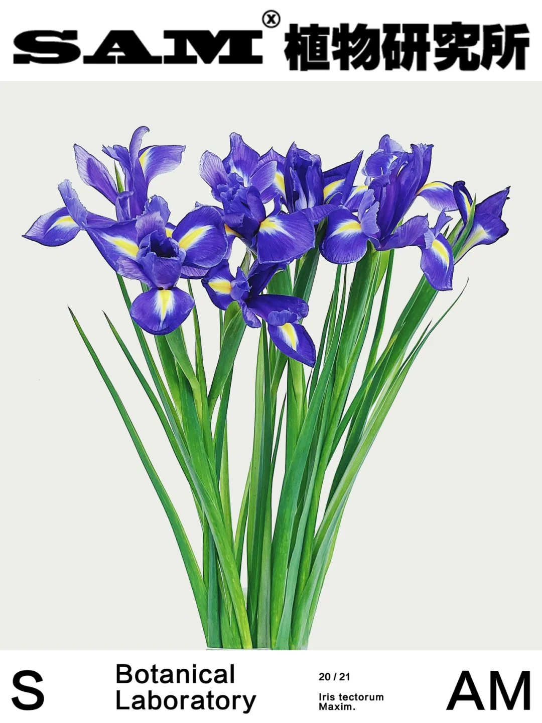 鸢尾｜Iris tectorum Maxim.