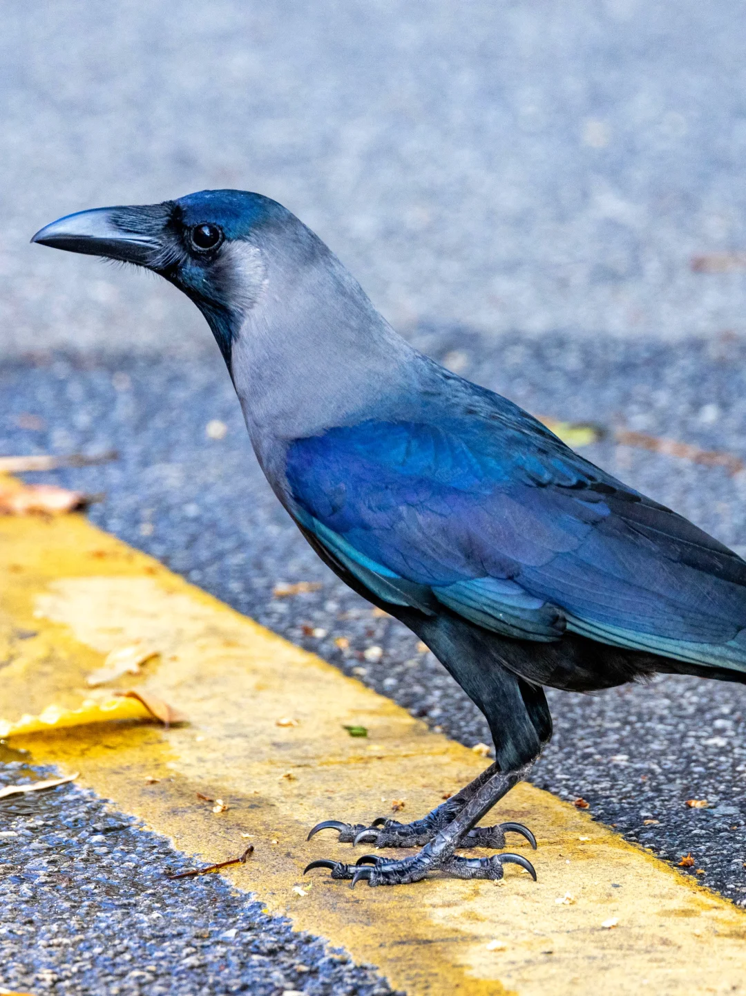 家鸦的黑是五彩斑斓的黑