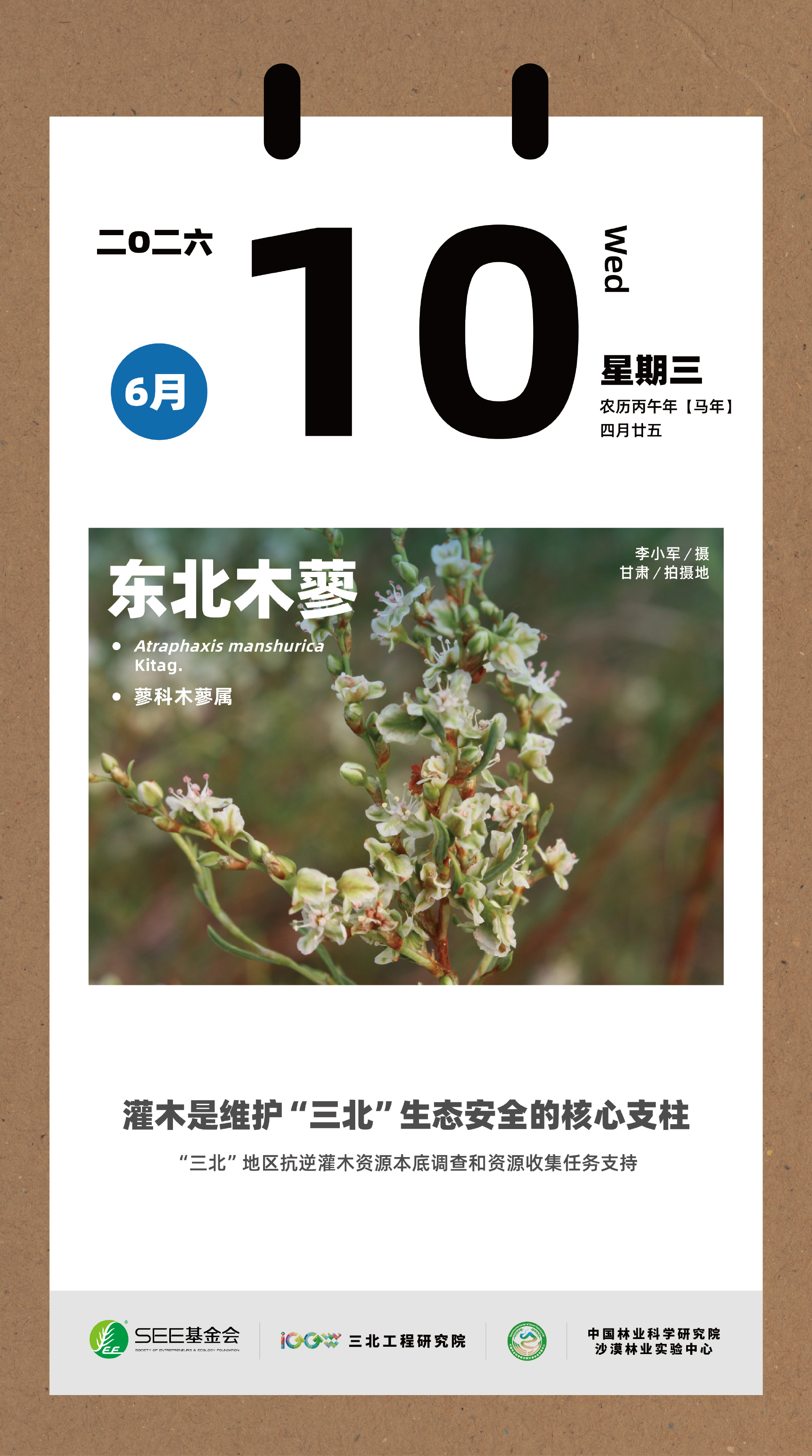 📖🌱“三北”这里有棵树！  【今日科普：“三北”主力树种——东北木...