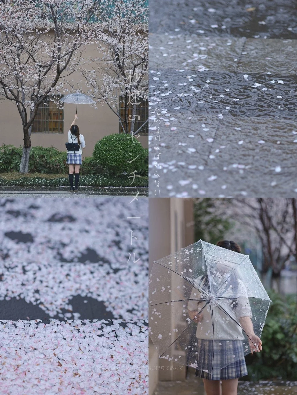 武汉春日浪漫樱花雨❗雨天也能拍唯美大片
