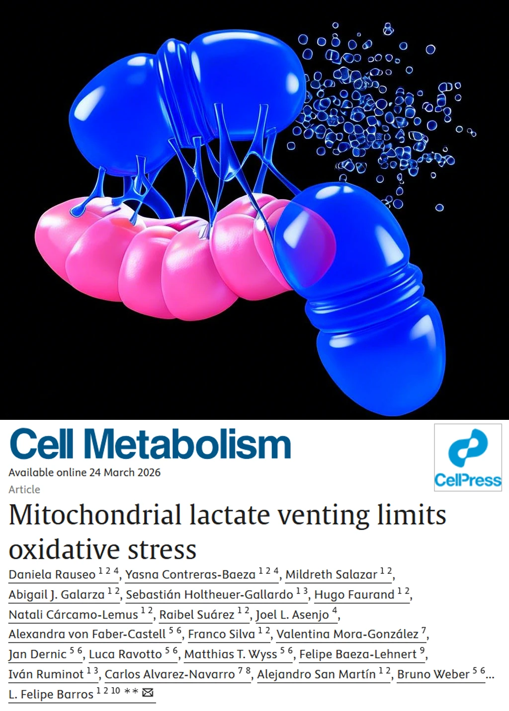 Cell重磅-线粒体排乳酸氧化应激改写教科书