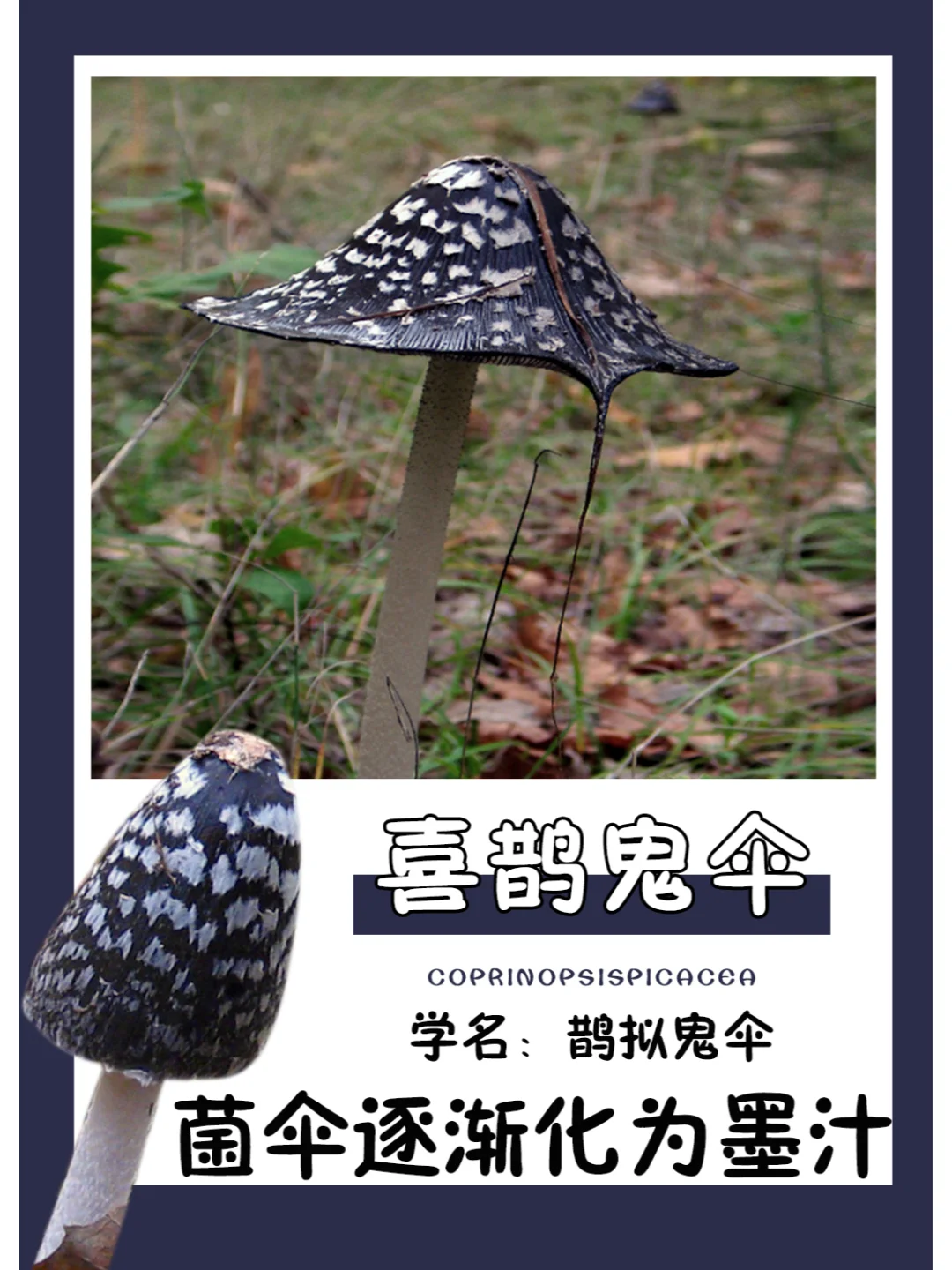 太特别，一定不会认错的野生菌