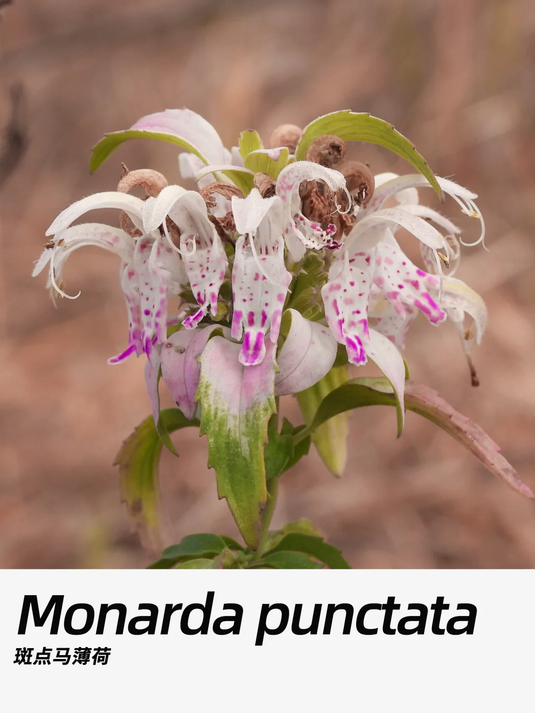 带你每天认识一种花材406｜斑点马薄荷