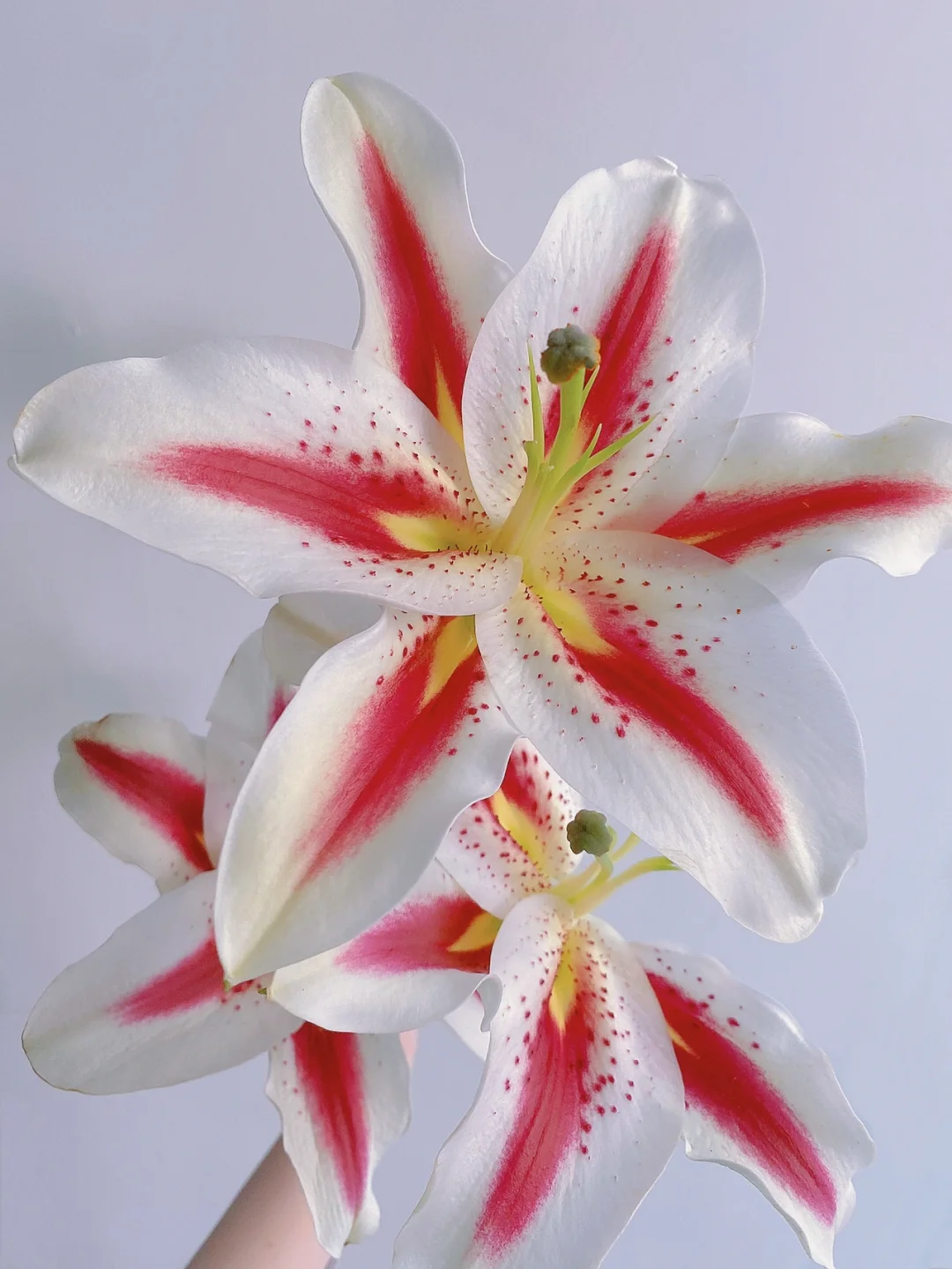 带你每天认识一种花材129 ｜笑脸百合