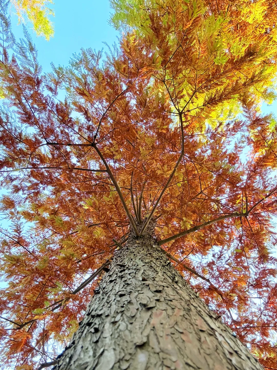 在上海！！红叶季真的杀疯了！！！🍁