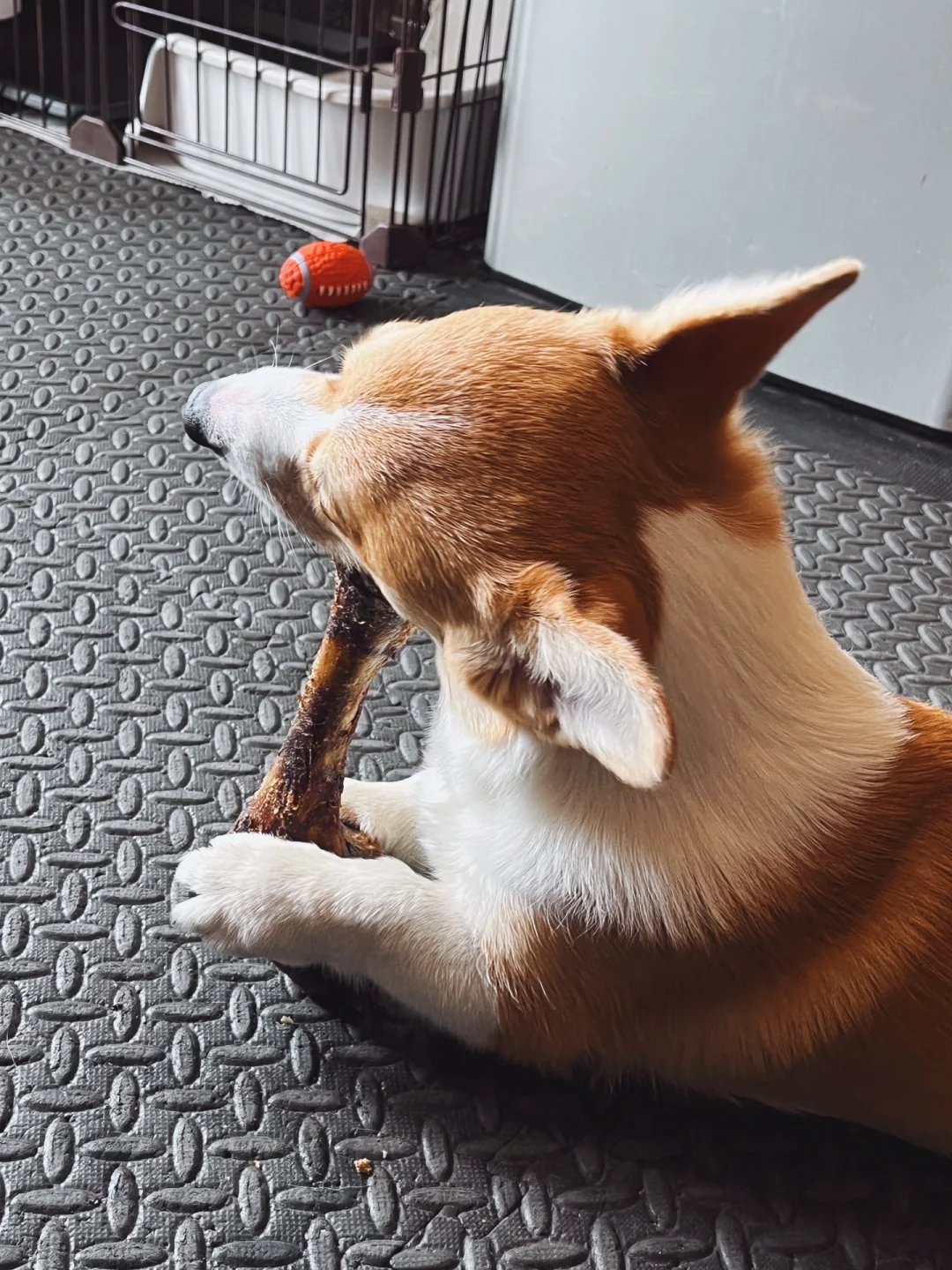 🐶吸溜｜啃骨头