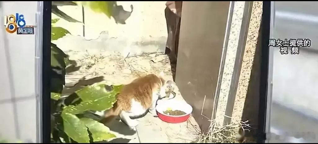 刷到一个流浪猫救助的视频，哭了半小时。立刻下楼买了猫粮喂小区里的流浪猫，还被一只橘猫蹭了腿。感觉自己今天做了一件超级英雄才会做的事。🐱 #动物保护# ​