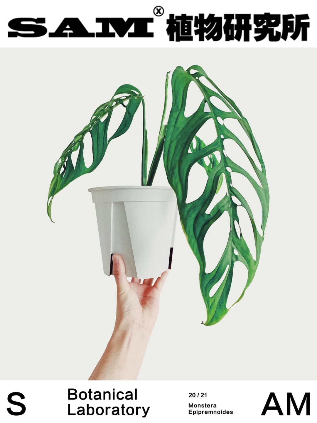 巨洞龟背竹｜Monstera Epipremnoides