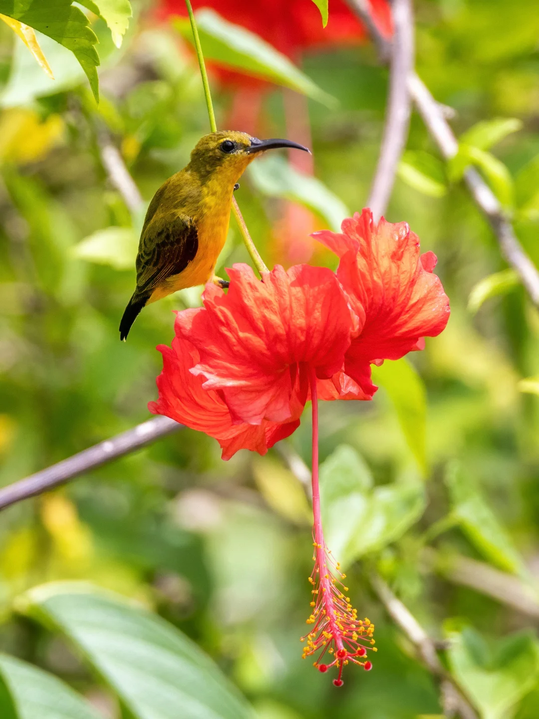 大红花上的莎湖花蜜鸟