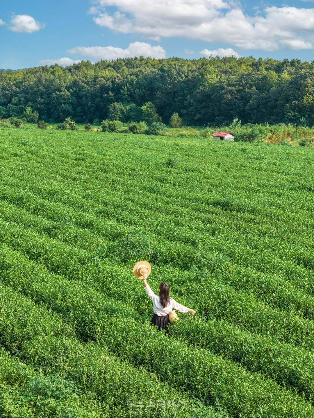 没去武夷山！武汉人有自己的茶山茶园🍃