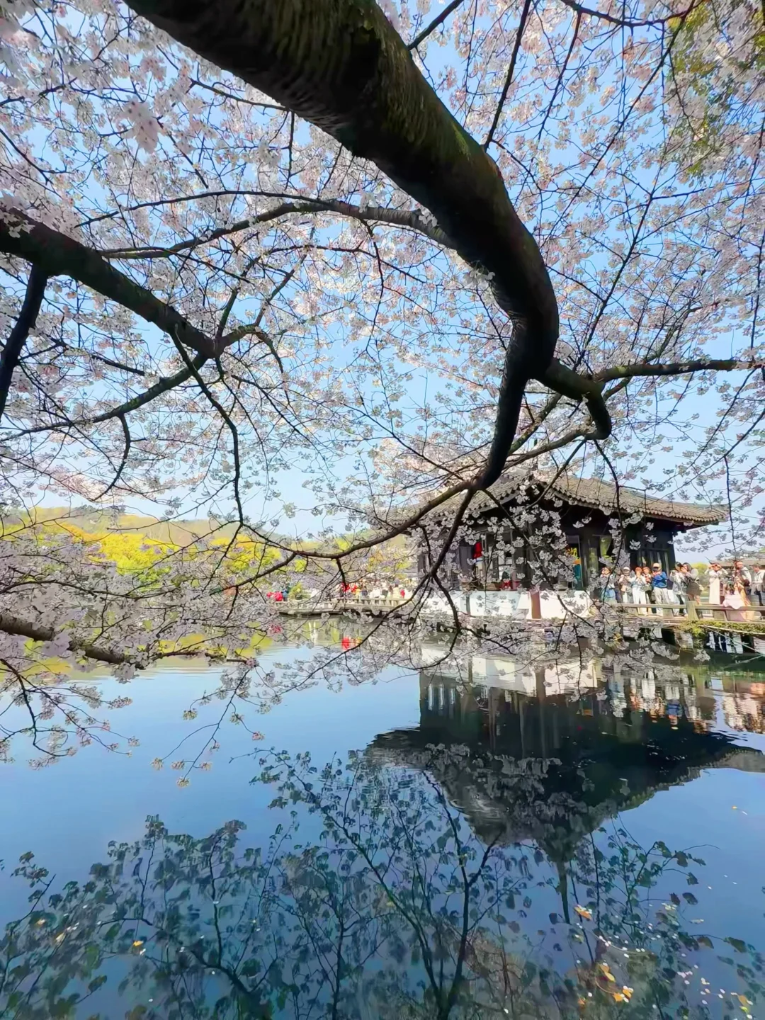 3.25live❗️曲院风荷樱花杀疯了！！附机位📸