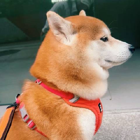 元槐赏汽车