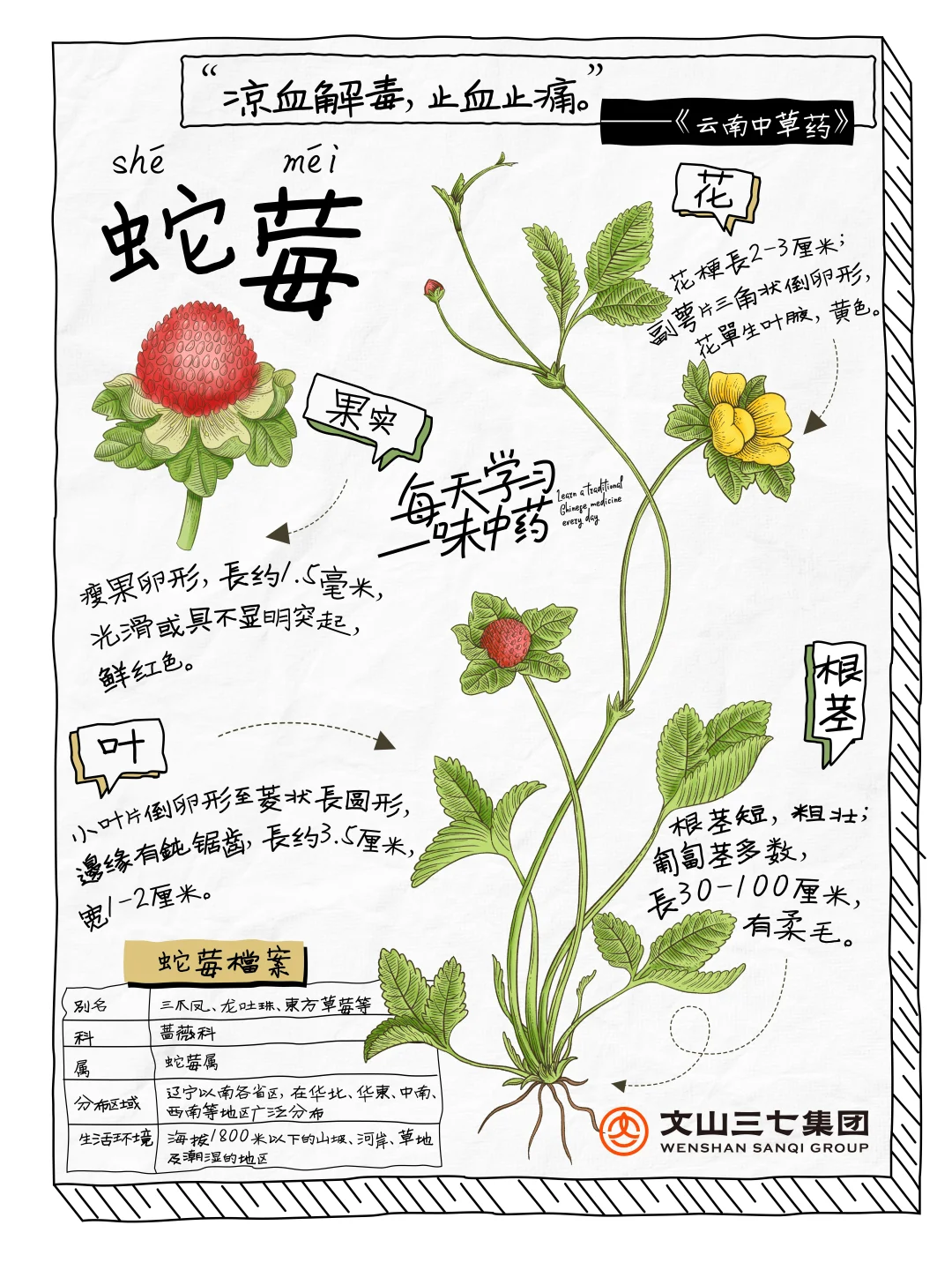 👉🏻每天学习一味中药｜蛇莓