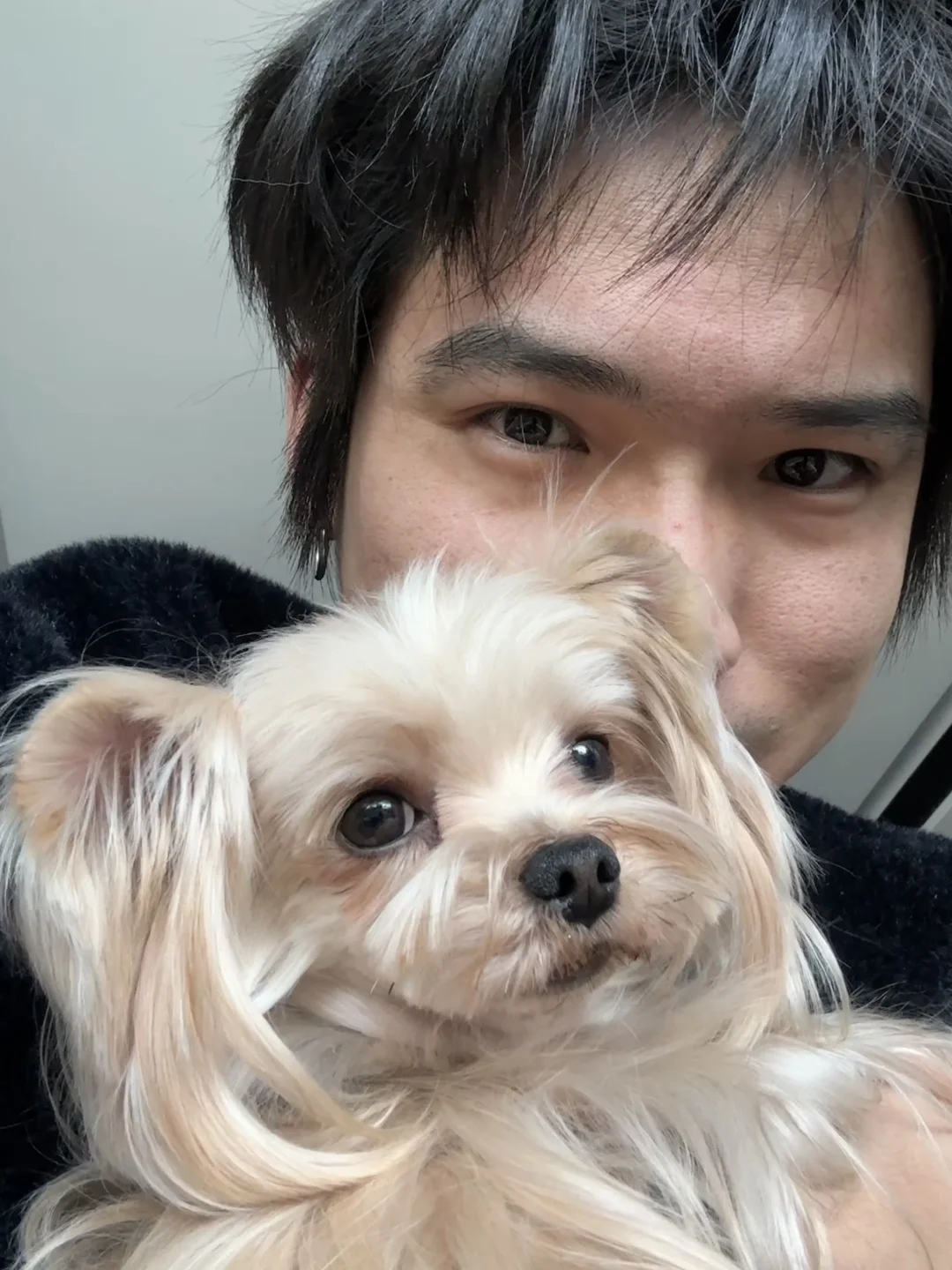 富贵儿是一只约克夏， 算是我领养的，是窝里最小的体很弱，4个月还像个黑...