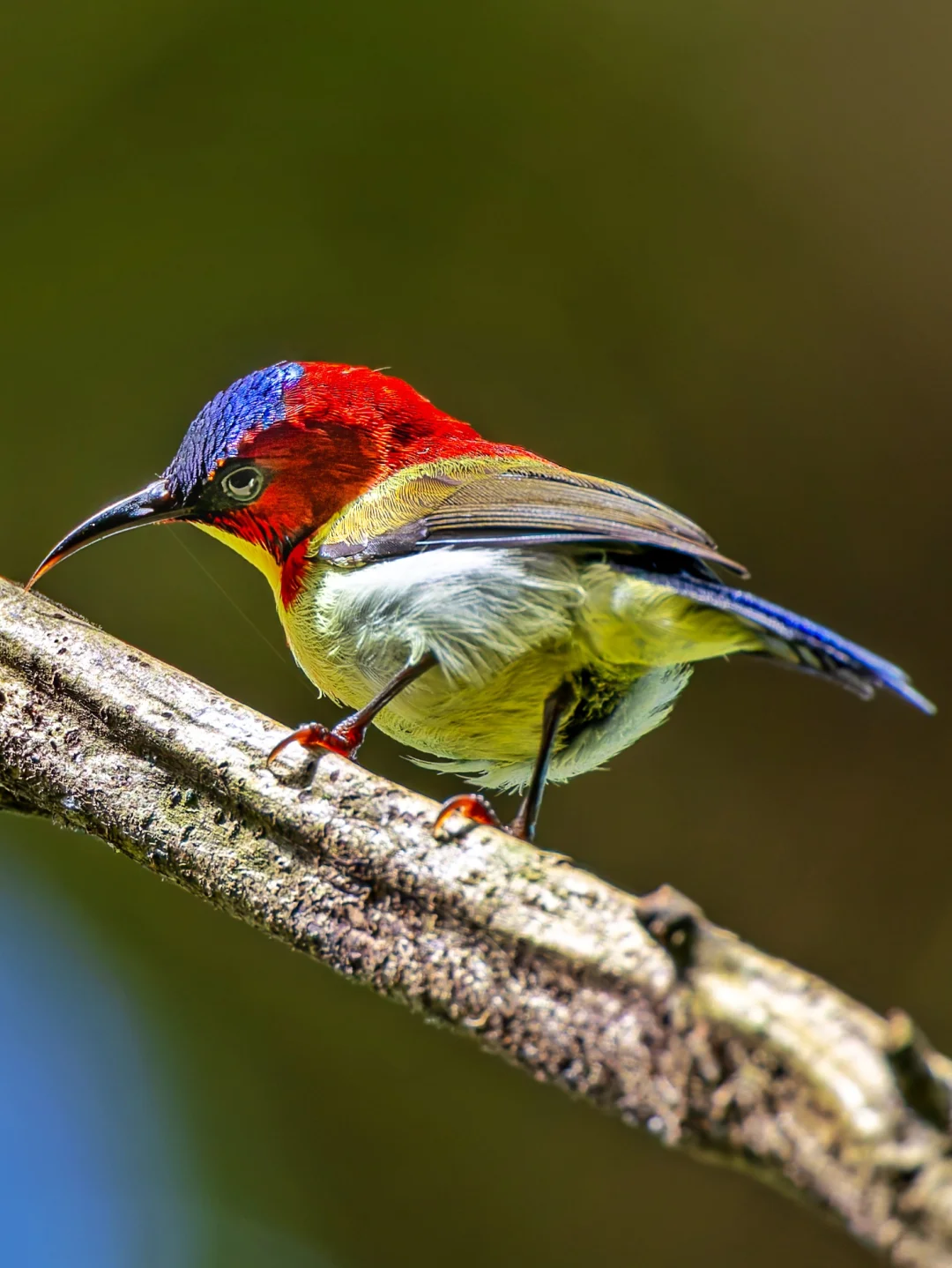 名字叫“可爱”的太阳鸟