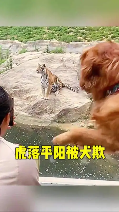 吓出冷汗！夫妻夜遇东北虎，第一眼竟喊“大