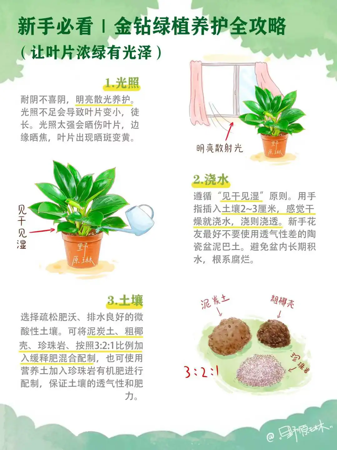 金钻绿植养护方法分享