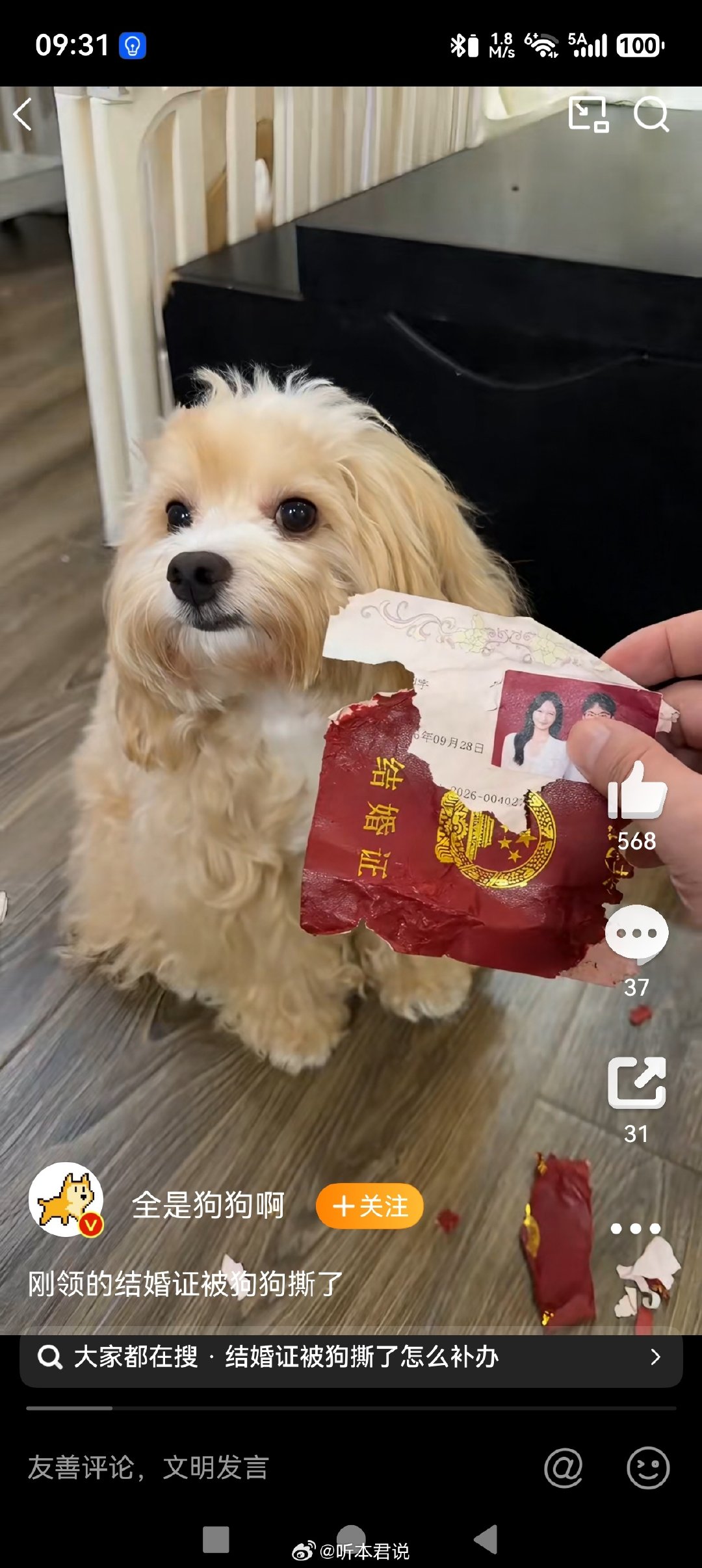 看上去狗狗似乎不太赞成，这是不是在表达反对呢？[思考]#刚领的结婚证被狗狗撕了# ​
