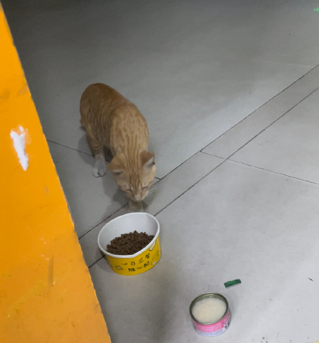 #于文文流浪动物救助vlog#
给我点猫粮罐头吧[拜托][拜托][拜托]
救助这条路真的走得很艰难[泪] ​