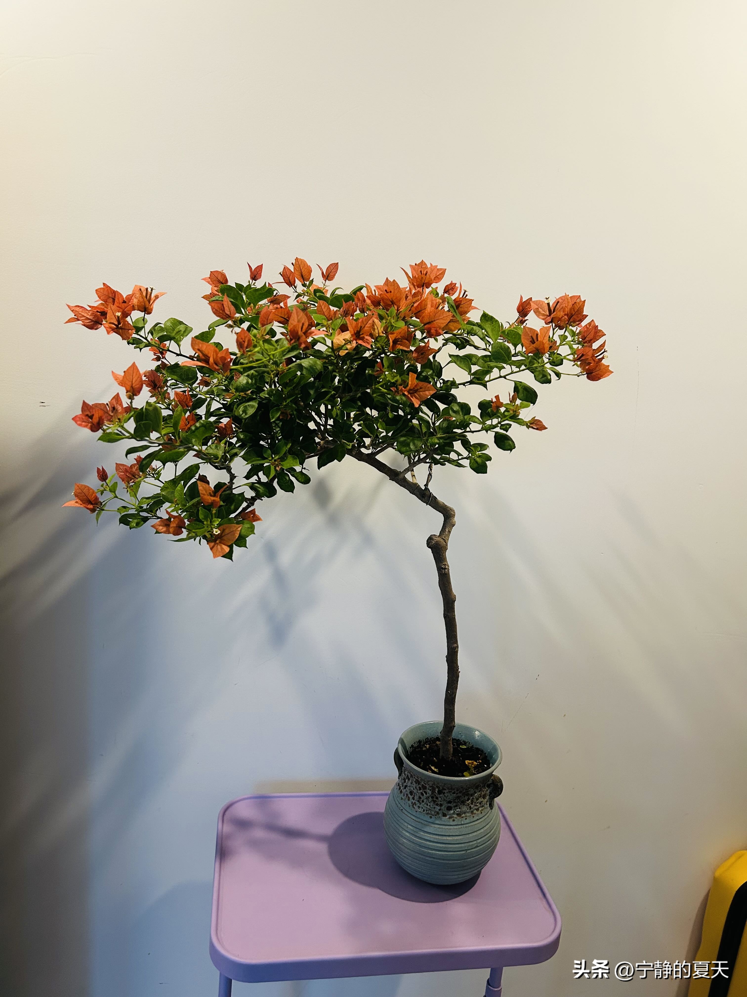 三角梅佩德罗其实算不上是个很勤花的品种。但是很好养护。

佩德罗的花色我很喜欢，有点像复古红色的风格，所以原来养了一棵后，又买了一棵，现在家里有两棵。

因为家里光照不足导致开出来的花色并没有那么鲜艳，没有那么红，有点偏橙红色的颜色。

因为我家是阳台养护，一年最多也只能开二至三次花，不过花期是挺长
