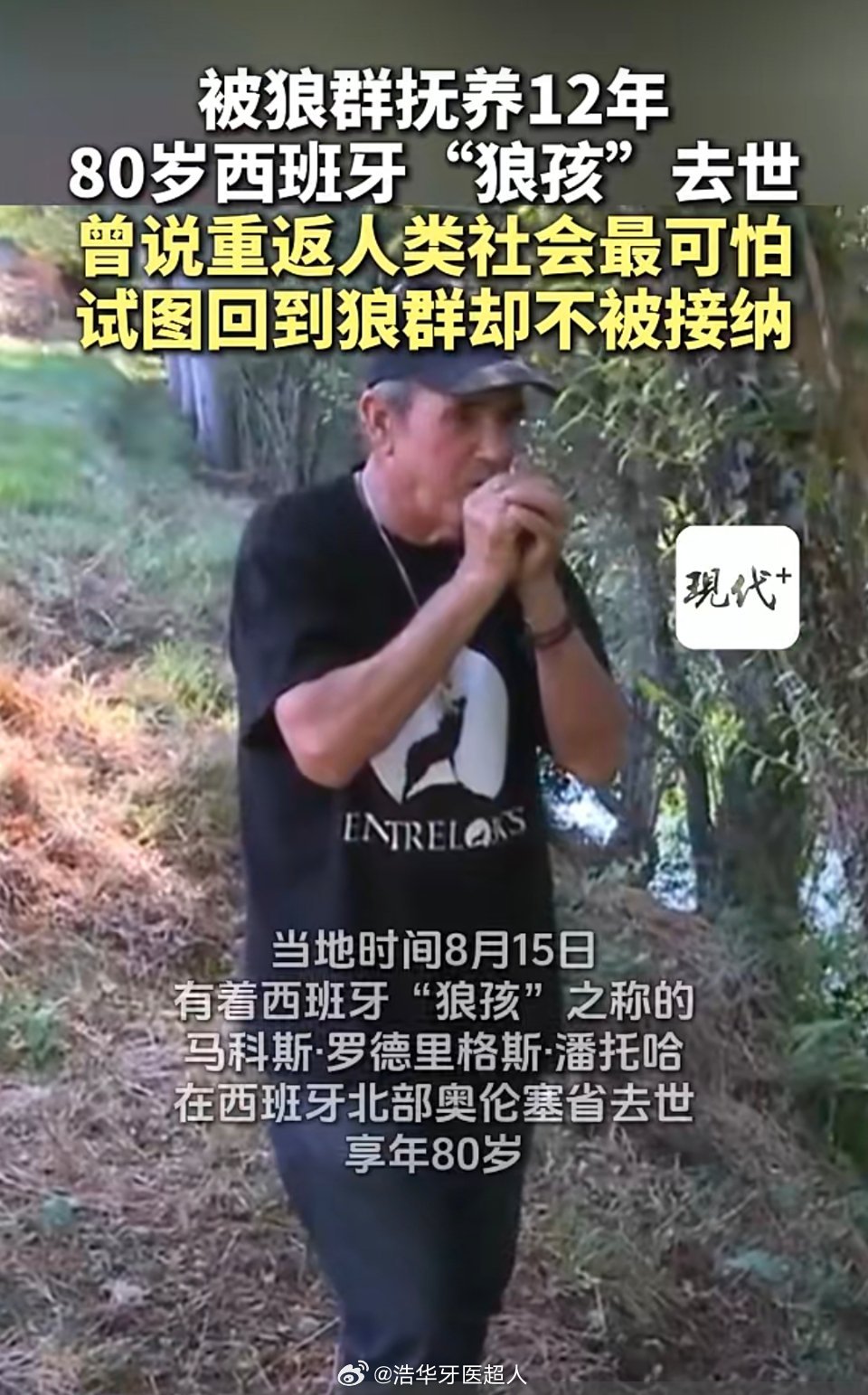 【#被狼群抚养12年80岁西班牙狼孩去世#】#西班牙狼孩曾试图重返狼群未被接纳#

当地时间 2026 年 8 月 15 日，有着西班牙“狼孩”之称的马科斯·罗德里格斯·潘托哈在西班牙北部奥伦塞省去世，享年 80 岁。

被发现的经过：1965 年，19 岁的他在塞拉莫雷纳山脉被国民警卫队发现。当时他赤身裸体、四肢着 ​