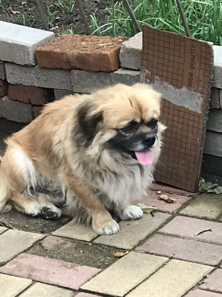 流浪狗又一起! 青岛一流浪狗“翻脸”咬伤67岁老人 城市狗患何时休