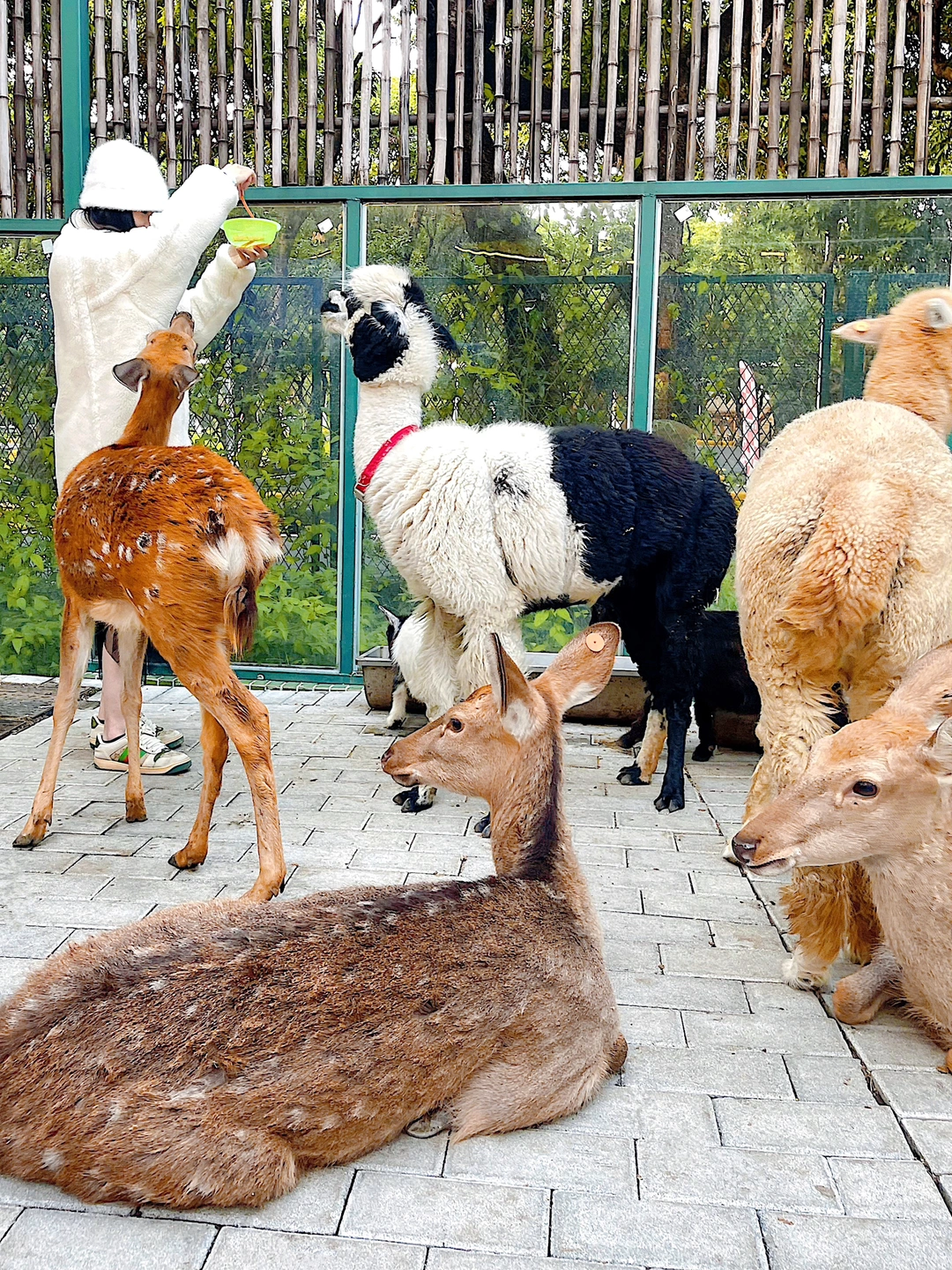 别追我啦！深圳这家萌宠乐园的动物太热情了