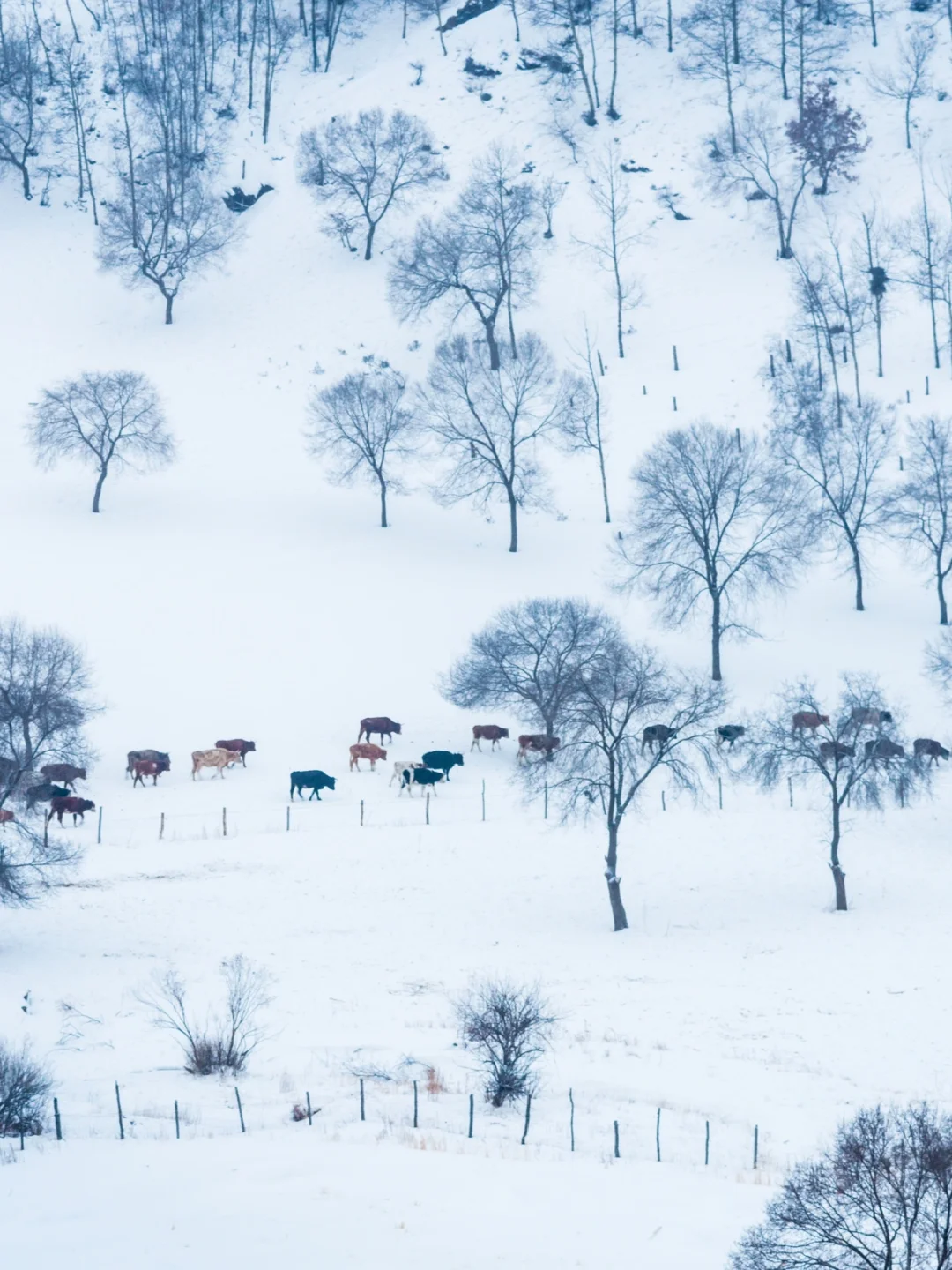 这里人少景美，性价比又高！绝不输尔滨！
