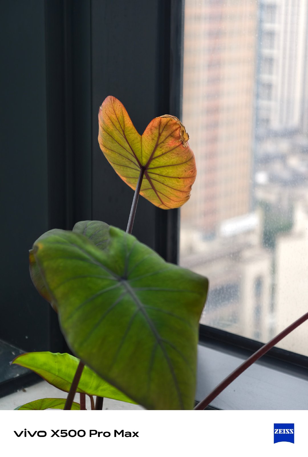 秋天来了，你也要跟着变红叶么[流鼻血][流鼻血][流鼻血]#老法师的日常#  ​