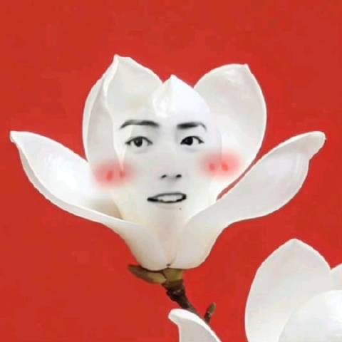碧桃看娱乐