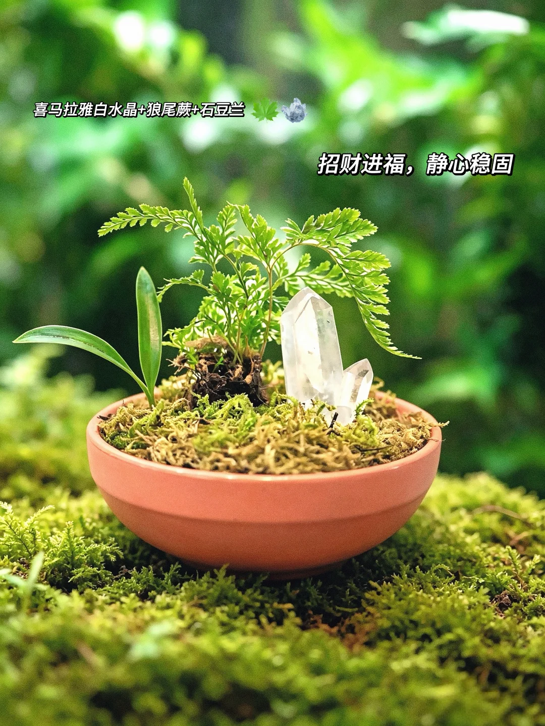 谁家小盆里长了绿精灵🌿