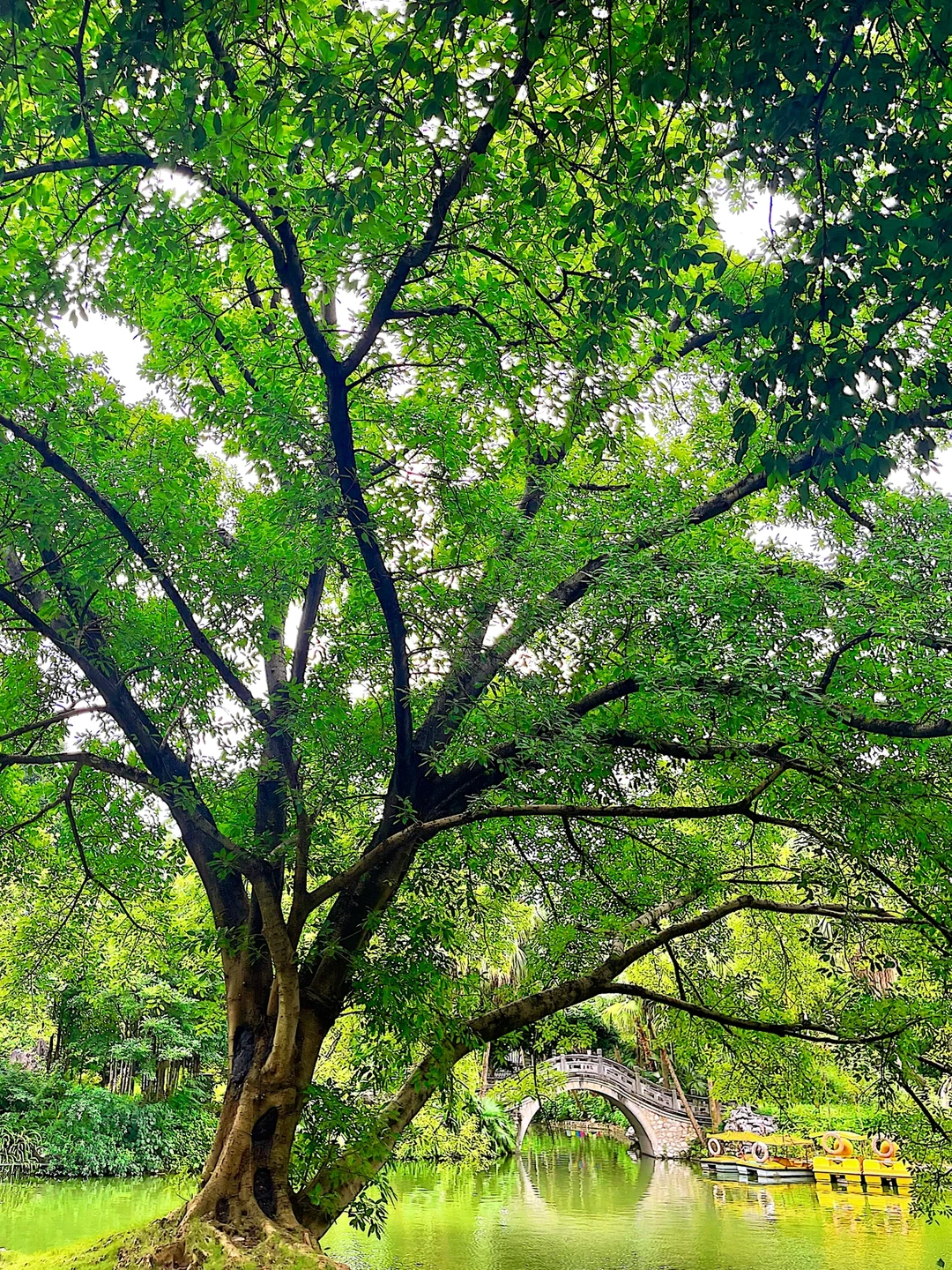 柳宗元是柳州高人气KOL🍃 柳候公园为他而建