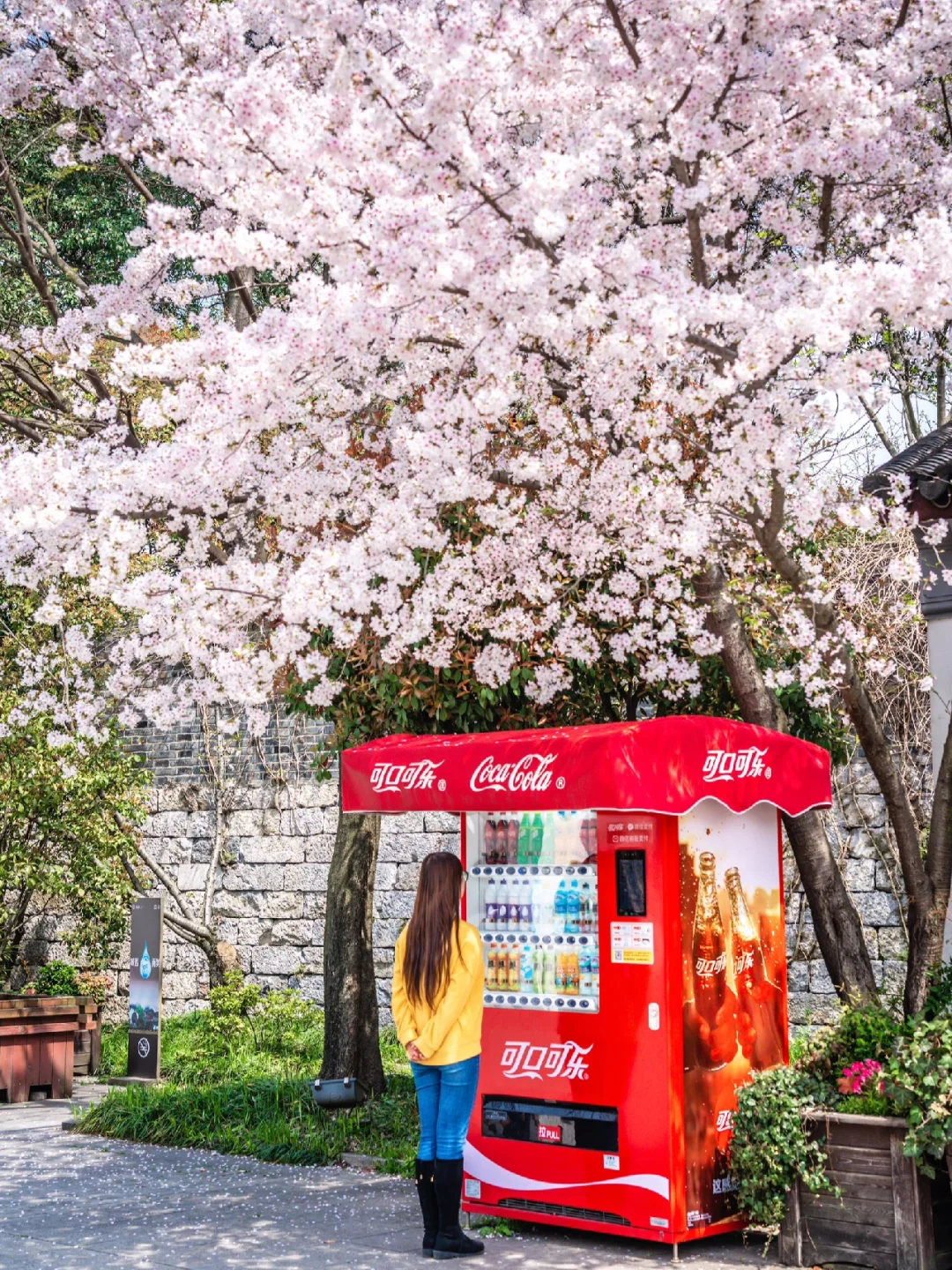 春游记 | 在苏州‼️樱花可乐贩卖机打卡‼